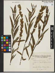 Foto von Salix purpurea L. x Salix viminalis L.